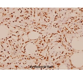 Anti-PAK1 (E195) Antibody from Bioworld Technology (BS1803) - Antibodies.com