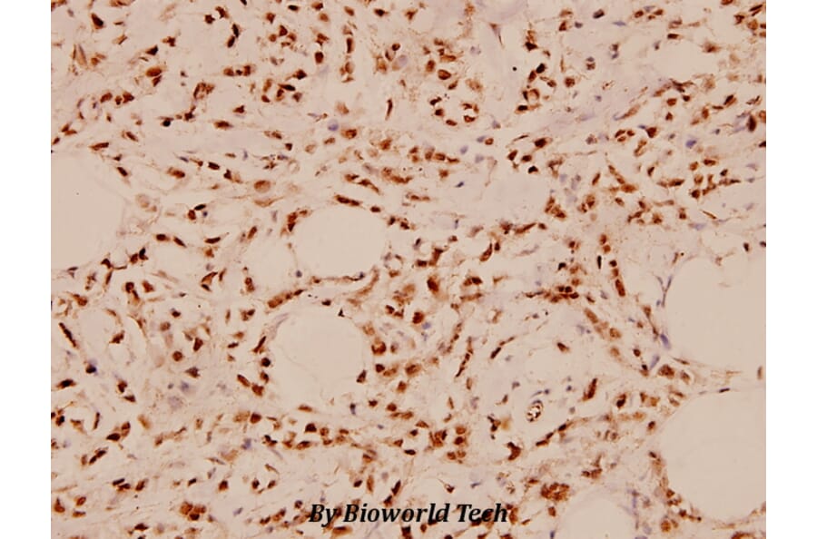 Anti-PAK1 (E195) Antibody from Bioworld Technology (BS1803) - Antibodies.com
