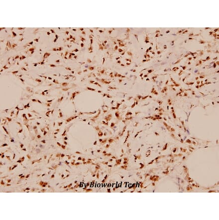 Anti-PAK1 (E195) Antibody from Bioworld Technology (BS1803) - Antibodies.com