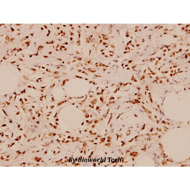 Anti-PAK1 (E195) Antibody from Bioworld Technology (BS1803) - Antibodies.com