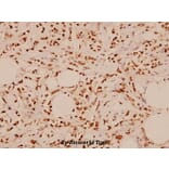 Anti-PAK1 (E195) Antibody from Bioworld Technology (BS1803) - Antibodies.com