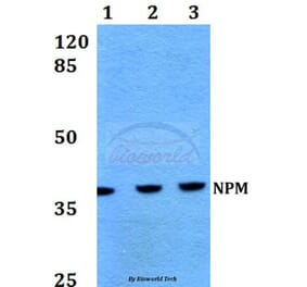 Anti-NPM (K230) Antibody from Bioworld Technology (BS1804) - Antibodies.com