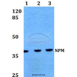 Anti-NPM (K230) Antibody from Bioworld Technology (BS1804) - Antibodies.com