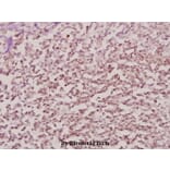 Anti-NPM (K230) Antibody from Bioworld Technology (BS1804) - Antibodies.com