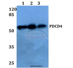 Anti-PDCD4 (K453) Antibody from Bioworld Technology (BS1805) - Antibodies.com