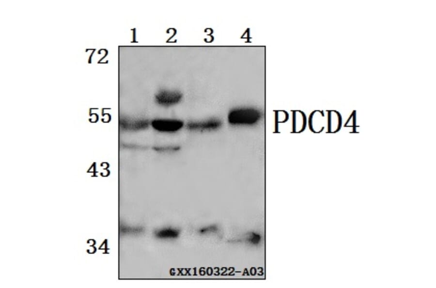 Anti-PDCD4 (K453) Antibody from Bioworld Technology (BS1805) - Antibodies.com