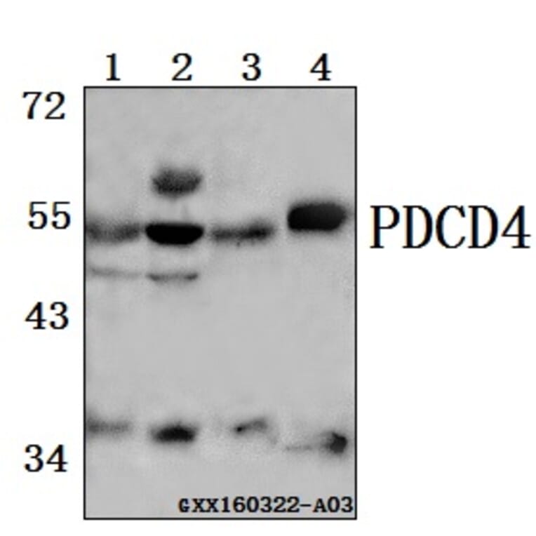 Anti-PDCD4 (K453) Antibody from Bioworld Technology (BS1805) - Antibodies.com