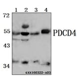 Anti-PDCD4 (K453) Antibody from Bioworld Technology (BS1805) - Antibodies.com