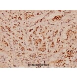 Anti-PDCD4 (K453) Antibody from Bioworld Technology (BS1805) - Antibodies.com