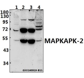 Anti-MAPKAPK-2 (S328) Antibody from Bioworld Technology (BS1808) - Antibodies.com