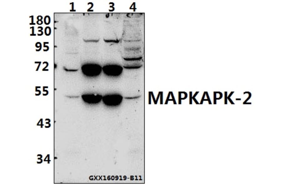 Anti-MAPKAPK-2 (S328) Antibody from Bioworld Technology (BS1808) - Antibodies.com