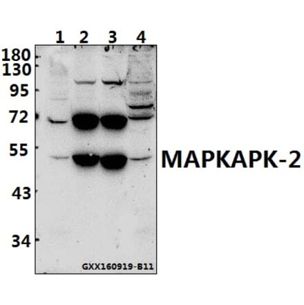 Anti-MAPKAPK-2 (S328) Antibody from Bioworld Technology (BS1808) - Antibodies.com