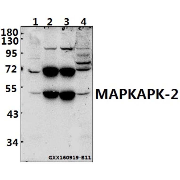 Anti-MAPKAPK-2 (S328) Antibody from Bioworld Technology (BS1808) - Antibodies.com