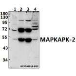 Anti-MAPKAPK-2 (S328) Antibody from Bioworld Technology (BS1808) - Antibodies.com