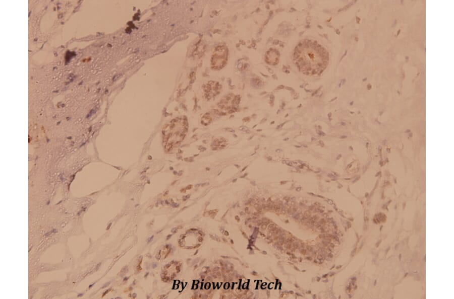Anti-MAPKAPK-2 (S328) Antibody from Bioworld Technology (BS1808) - Antibodies.com