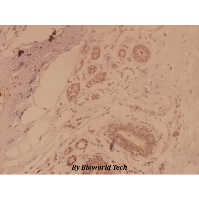 Anti-MAPKAPK-2 (S328) Antibody from Bioworld Technology (BS1808) - Antibodies.com