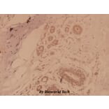 Anti-MAPKAPK-2 (S328) Antibody from Bioworld Technology (BS1808) - Antibodies.com