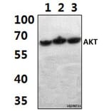 Anti-AKT (A444) Antibody from Bioworld Technology (BS1810) - Antibodies.com
