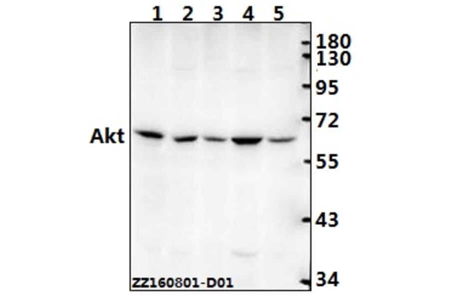 Anti-AKT (A444) Antibody from Bioworld Technology (BS1810) - Antibodies.com