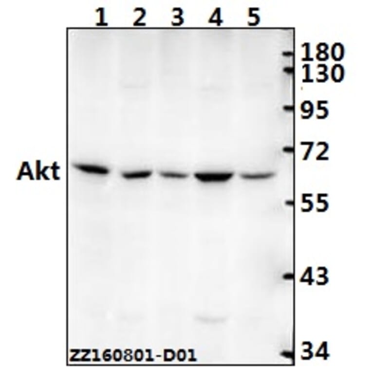 Anti-AKT (A444) Antibody from Bioworld Technology (BS1810) - Antibodies.com