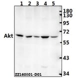 Anti-AKT (A444) Antibody from Bioworld Technology (BS1810) - Antibodies.com
