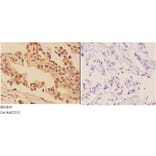 Anti-AKT (A444) Antibody from Bioworld Technology (BS1810) - Antibodies.com