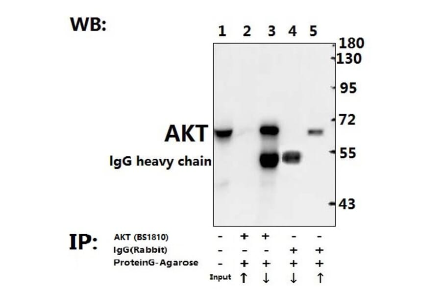Anti-AKT (A444) Antibody from Bioworld Technology (BS1810) - Antibodies.com