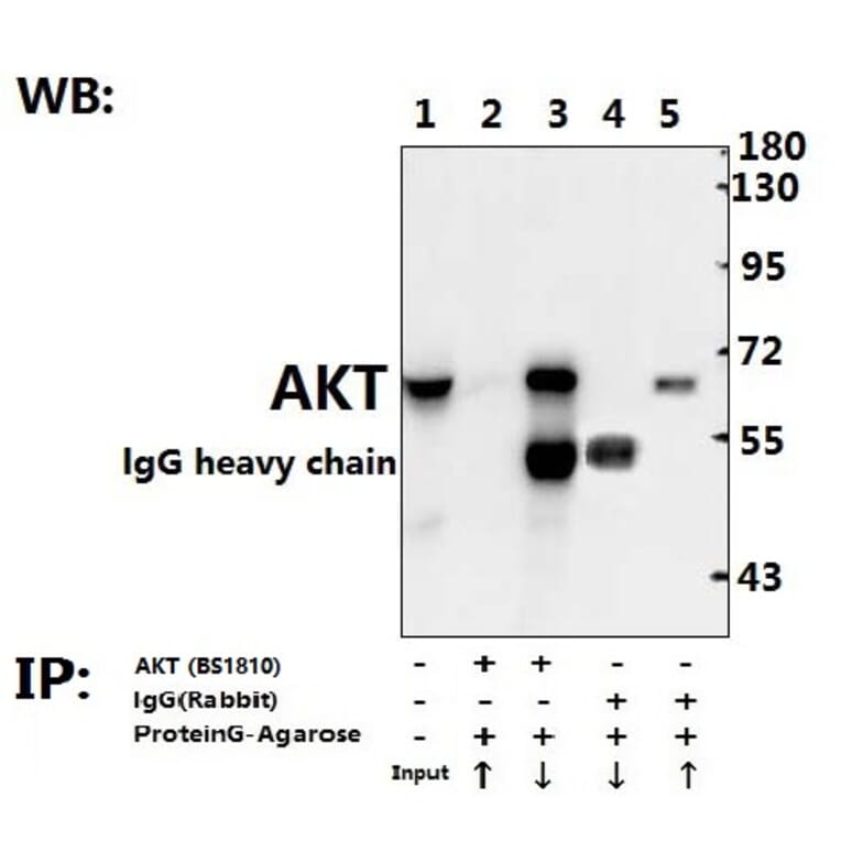 Anti-AKT (A444) Antibody from Bioworld Technology (BS1810) - Antibodies.com