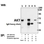 Anti-AKT (A444) Antibody from Bioworld Technology (BS1810) - Antibodies.com