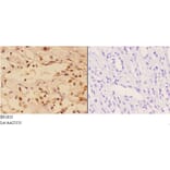 Anti-AKT (A444) Antibody from Bioworld Technology (BS1810) - Antibodies.com