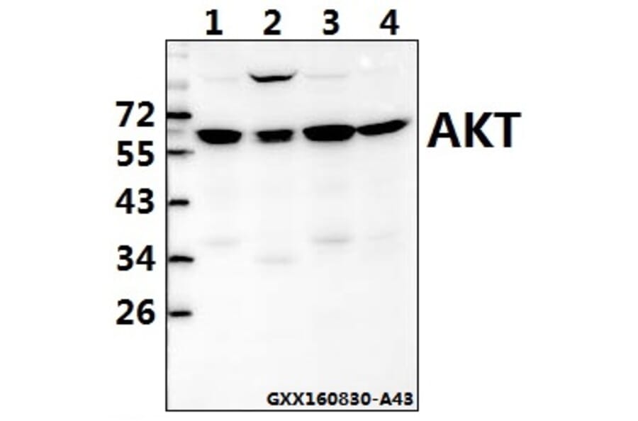Anti-AKT (A444) Antibody from Bioworld Technology (BS1810) - Antibodies.com