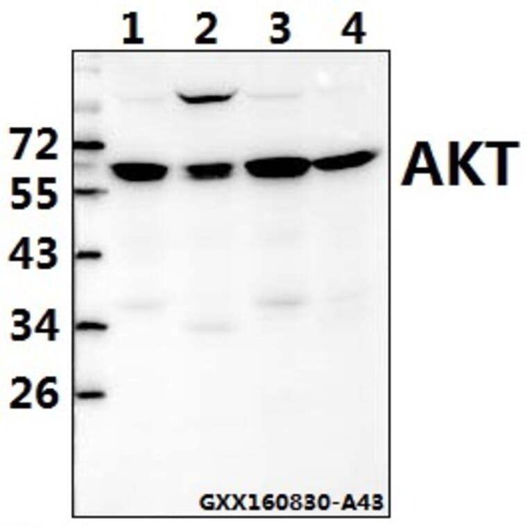 Anti-AKT (A444) Antibody from Bioworld Technology (BS1810) - Antibodies.com
