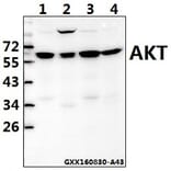 Anti-AKT (A444) Antibody from Bioworld Technology (BS1810) - Antibodies.com