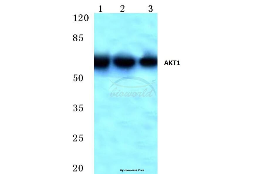 Anti-AKT1 (M118) Antibody from Bioworld Technology (BS1811) - Antibodies.com