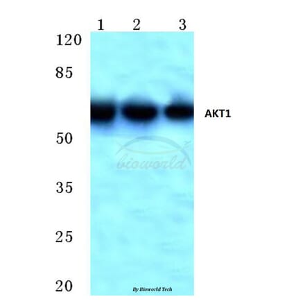 Anti-AKT1 (M118) Antibody from Bioworld Technology (BS1811) - Antibodies.com