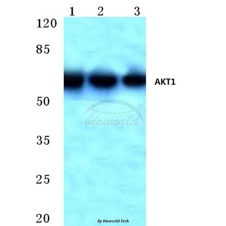 Anti-AKT1 (M118) Antibody from Bioworld Technology (BS1811) - Antibodies.com