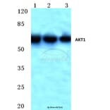Anti-AKT1 (M118) Antibody from Bioworld Technology (BS1811) - Antibodies.com