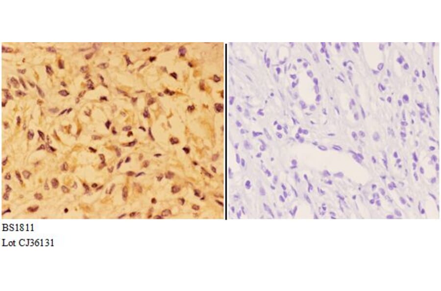 Anti-AKT1 (M118) Antibody from Bioworld Technology (BS1811) - Antibodies.com
