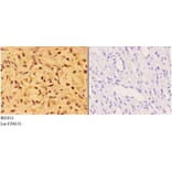 Anti-AKT1 (M118) Antibody from Bioworld Technology (BS1811) - Antibodies.com