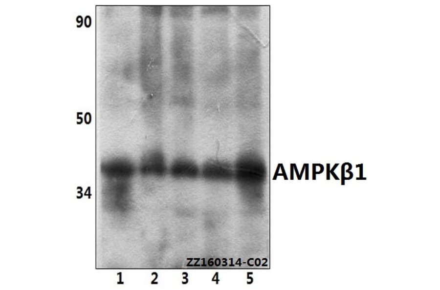 Anti-AMPKβ1 (V175) Antibody from Bioworld Technology (BS1812) - Antibodies.com