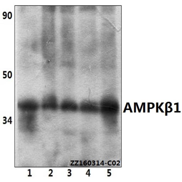 Anti-AMPKβ1 (V175) Antibody from Bioworld Technology (BS1812) - Antibodies.com