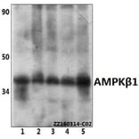 Anti-AMPKβ1 (V175) Antibody from Bioworld Technology (BS1812) - Antibodies.com