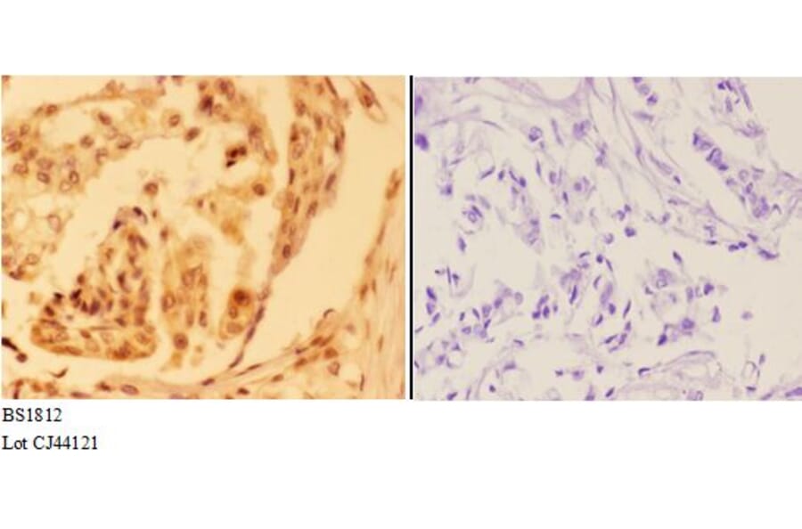 Anti-AMPKβ1 (V175) Antibody from Bioworld Technology (BS1812) - Antibodies.com