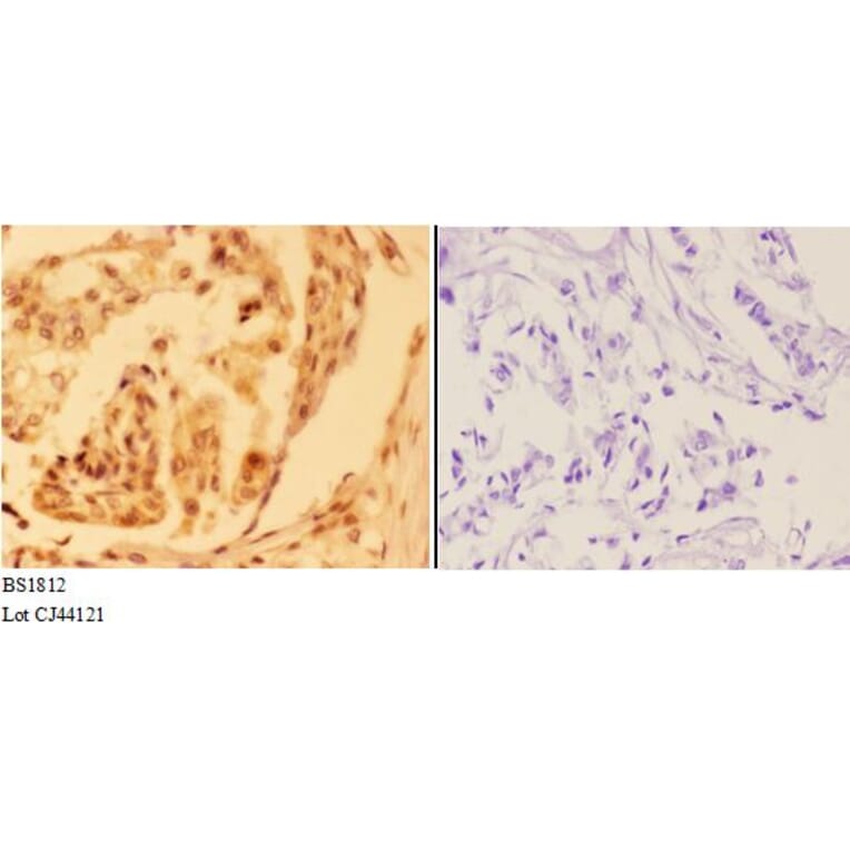 Anti-AMPKβ1 (V175) Antibody from Bioworld Technology (BS1812) - Antibodies.com