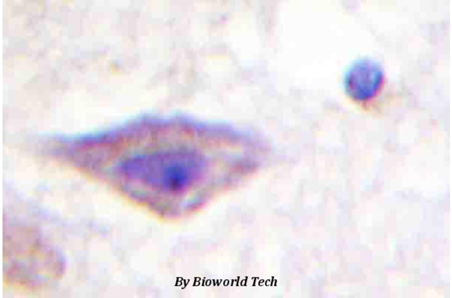 Anti-DOR-1 (R356) Antibody from Bioworld Technology (BS1814) - Antibodies.com