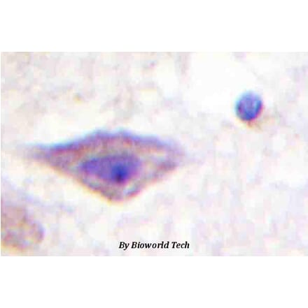 Anti-DOR-1 (R356) Antibody from Bioworld Technology (BS1814) - Antibodies.com