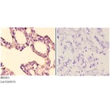 Anti-IKKα/β (D173) Antibody from Bioworld Technology (BS1815) - Antibodies.com