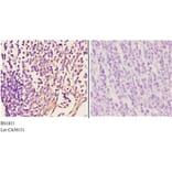 Anti-IKKα/β (D173) Antibody from Bioworld Technology (BS1815) - Antibodies.com