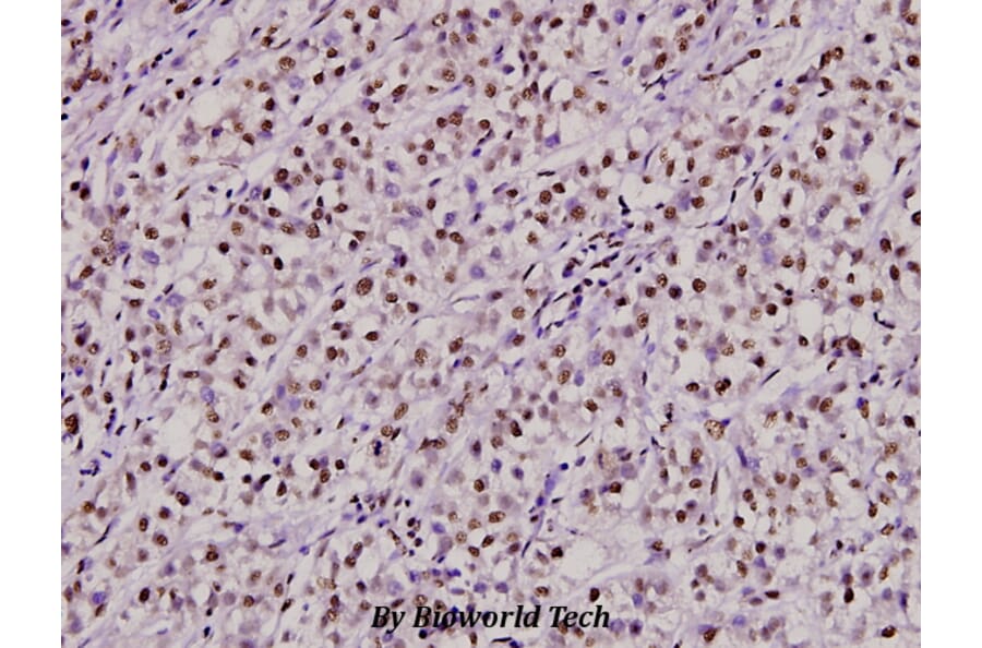 Anti-Ku-70 (S1) Antibody from Bioworld Technology (BS1818) - Antibodies.com