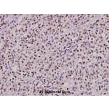 Anti-Ku-70 (S1) Antibody from Bioworld Technology (BS1818) - Antibodies.com